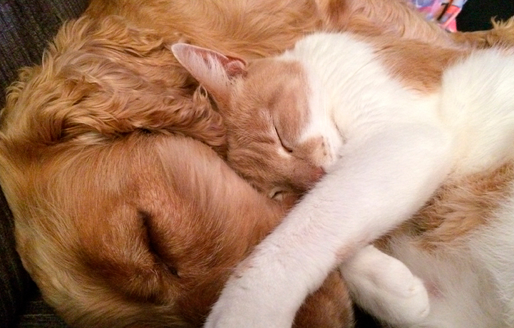 01 PERROS / GATOS